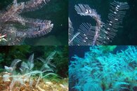 DDDB 633 feather hydroids sm.jpg