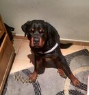 Bruno Sit up.jpg