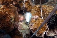 Diving Koh Rin Bay with Andy [www.underwaterclicks] Mar 2015 (45).jpg