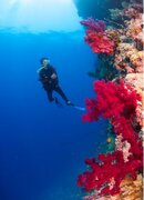 red-sea-coral.jpg