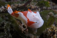 Painted Frogfish.jpg