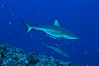sharks2_bluecorner.jpg