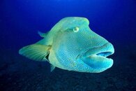 PALAU2014-ARTUROTELLE (225).jpg