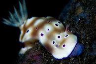 Nudi-LeopardChromodoris.jpg
