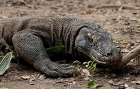 Komodo Dragon T11_6369.jpg
