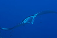 manta.jpg