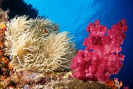 pink-softcoral.jpg