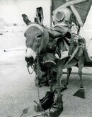 confused donkey.jpg