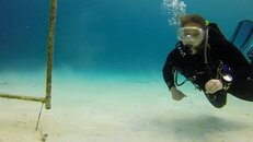 C&Seahorse.jpg