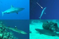 DDDB 636 Palau sharks sm.jpg