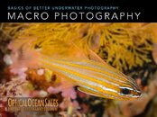 Basics of Macro Photography.001.jpg