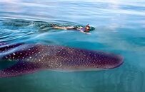 Whale Shark Snorkel.jpg