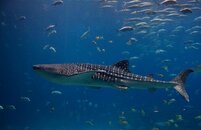 whale shark 2.jpg