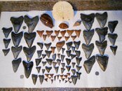 Duncan's haul of teeth.jpg