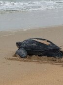 800-pound-sea-turtle-photo.jpg