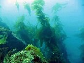 2015 Anniversary Dive kelp.jpg