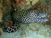 Leopard-Moray.jpg