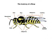 This+detailed+diagram+of+the+wasp+will+help+you+understand+_cc64871240566d69ebdcf7f9a86b849b.jpg