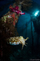 arborek-jetty-XL.jpg