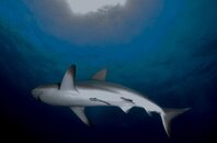 Shark_1.jpg