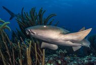 Sharks_2.jpg