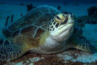 Turtle_1.jpg