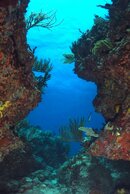 Reef_1.jpg