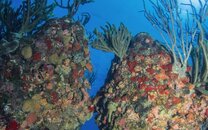 Reef_2.jpg