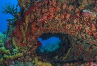 Reef_3.jpg