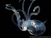 Pelagic Squid 3 small watermarked.jpg