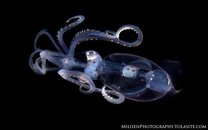 Pelagic Squid 5 small watermarked.jpg