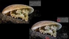 Coconut123-700x400.jpg