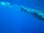 whaleshark-3.jpg