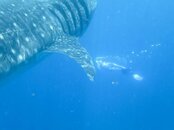 whaleshark-4.jpg