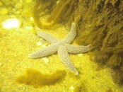 Starfish.jpg