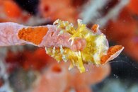 IMG_0325a spongy decorator crab.jpg