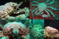 DDDB 639 sheep crab sm.jpg