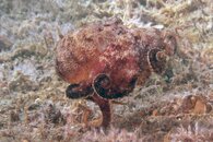 IMG_0381a walker Brownstripe Octopus (Octopus burryi)).jpg