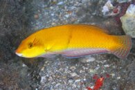 IMG_0478a Yellowhead Wrasse (Halichoeres garnoti).jpg