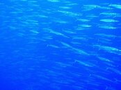10985568_832295713531653_1595825341116993604_n[1].jpg