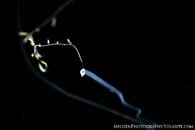 Carapid awesome small watermark.jpg