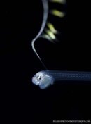 Carapid small watermark.jpg