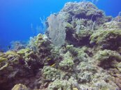Periwinkle Reef fish.jpg