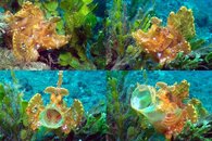 DDDB 539 Rhinopias rule.jpg