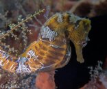 tiger seahorse.jpg