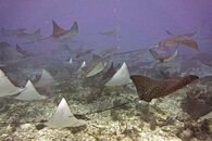 eagle rays.jpg