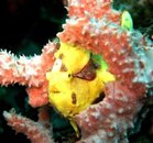 yellow frogfish.jpg