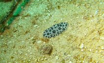 Nudibranch.jpg