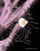 solitary gorgonian hydroid.jpg