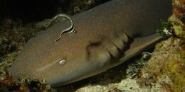 Drummer-Nurse-Shark.jpg